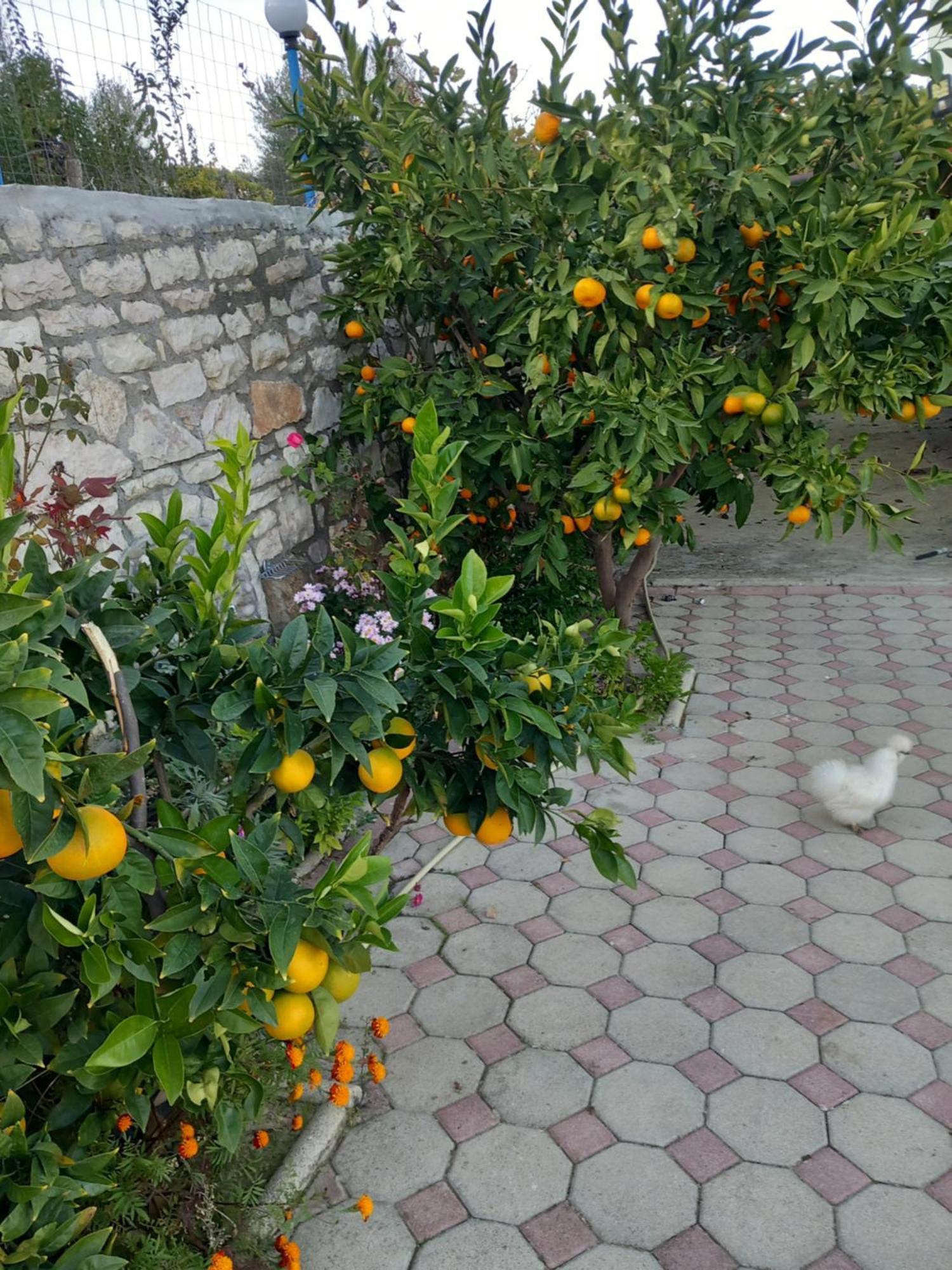 Vila Dean Μπεράτ Εξωτερικό φωτογραφία